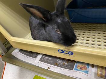Rescue New Zealand Rabbits for Adoption in Pflugerville, Texas - Sloane | PetCurious