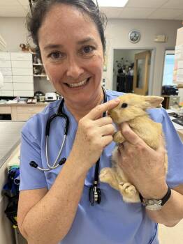 Violet -  Harlequin Rabbit Available for Adoption in Naples, Florida - Violet | PetCurious