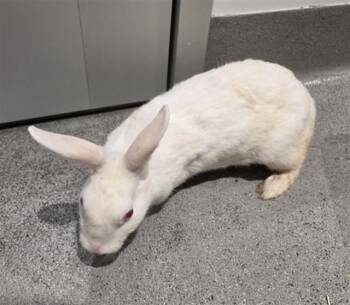 A593730 -  Bunny Rabbit Rabbit for Adoption in San Francisco, California - A593730 | PetCurious