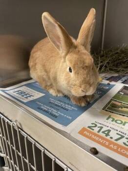 Bunny Rabbit Rabbits Available for Adoption - Hazel | PetCurious