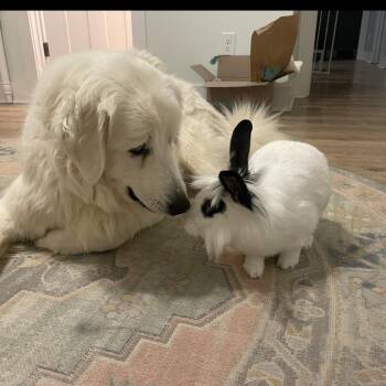 Lionhead Rabbits Available for Adoption - Bryzgi | PetCurious