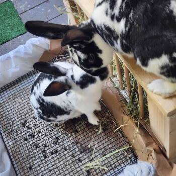 American Rabbits Available for Adoption - Bubby & Bingo | PetCurious