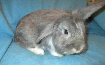 RADAR -  Lionhead Rabbit for Adoption in Methuen, Massachusetts - RADAR | PetCurious