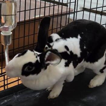 Rex Rabbits Available for Adoption - Rosie | PetCurious