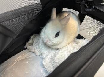 Carrots -  Dwarf Rabbit for Adoption in New York, New York - Carrots | PetCurious