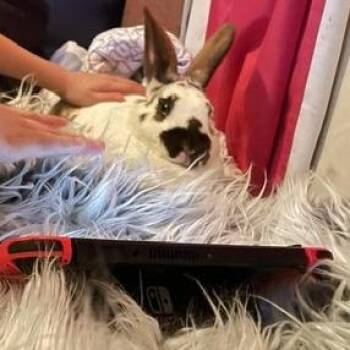 Georgie Kerry Berry -  English Spot and American Rabbit for Adoption in Portland, Oregon - Georgie Kerry Berry | PetCurious