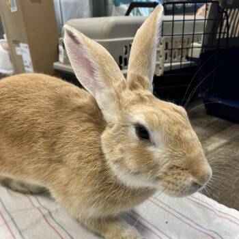 Olga -  New Zealand Rabbit for Adoption in Kennesaw, Georgia - Olga | PetCurious