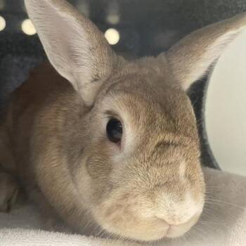 Bunny Rabbit Rabbits Available for Adoption - Cupcake | PetCurious