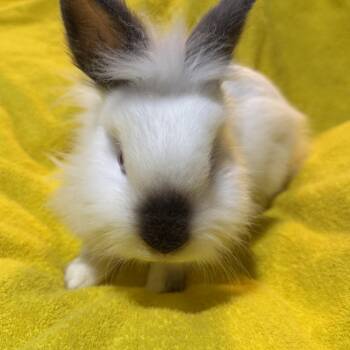 Lionhead Rabbits Available for Adoption in Saint Charles, Missouri - Knox  | PetCurious