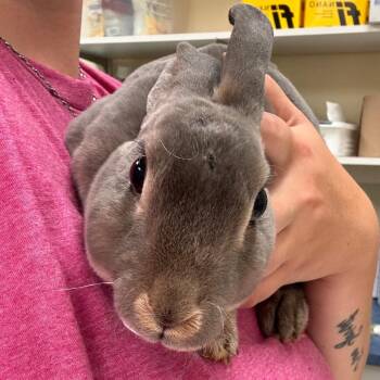 Baymax -  Mini Rex Rabbit for Adoption in Lynchburg, Virginia - Baymax | PetCurious