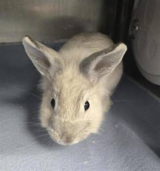Bunny Rabbit Rabbits Available for Adoption - Coco | PetCurious
