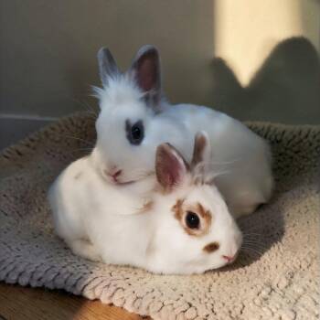 Lionhead Rabbits Available for Adoption - Pickles (bonded To Pom Pom) | PetCurious