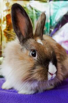 Lionhead Rabbits Available for Adoption in Long Beach, California - Thumper | PetCurious