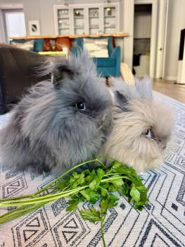 Naya & Rei -  Lionhead Rabbit for Adoption in Los Angeles, California - Naya & Rei | PetCurious