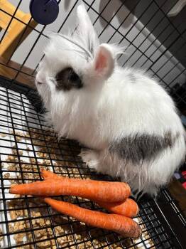 Gus -  Lionhead Rabbit for Adoption in Fruit Heights, Utah - Gus | PetCurious
