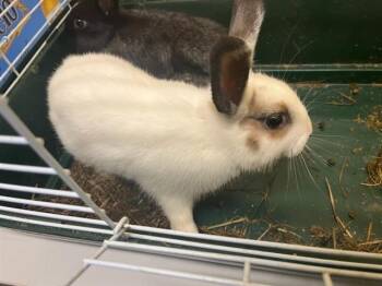 Rescue Bunny Rabbit Rabbits for Adoption in Tustin, California - KRISTY | PetCurious