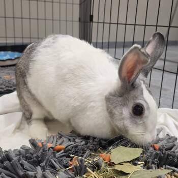 Stormy -  Polish Rabbit for Adoption in Cooperstown, New York - Stormy | PetCurious