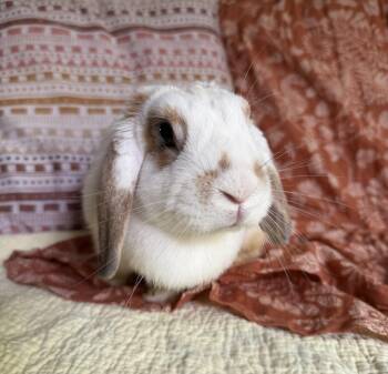 Poppy -  Mini Lop Rabbit for Adoption in Livermore, California - Poppy | PetCurious