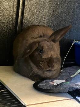 Bunny Rabbit and American Fuzzy Lop Rabbits Available for Adoption in Tustin, California - HEIDI | PetCurious