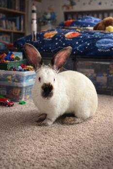 Californian Rabbits Available for Adoption - Izzy | PetCurious