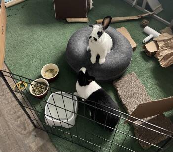 Chilli and Stew* -  Dutch Rabbit Available for Adoption in Columbia, Maryland - Chilli And Stew* | PetCurious