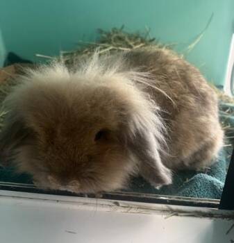 Baxter -  Bunny Rabbit and Lop Eared Rabbit for Adoption in Morristown, New Jersey - Baxter | PetCurious
