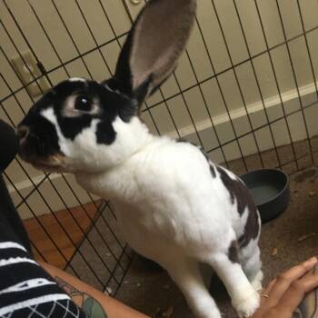 Ladybug -  Mini Rex Rabbit for Adoption in Philadelphia, Pennsylvania - Ladybug | PetCurious