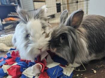 Rescue Bunny Rabbit Rabbits for Adoption in Montreal, Quebec - Rodan | PetCurious