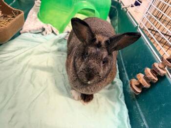 Homeretta -  New Zealand Rabbit for Adoption in Pottsville, Pennsylvania - Homeretta | PetCurious
