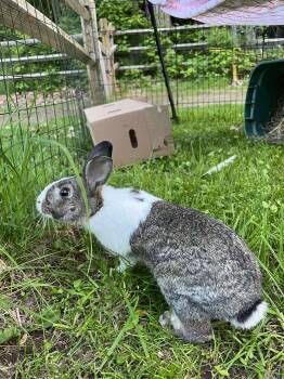 Rescue Bunny Rabbit Rabbits for Adoption in Westbrook, Maine - Opie | PetCurious