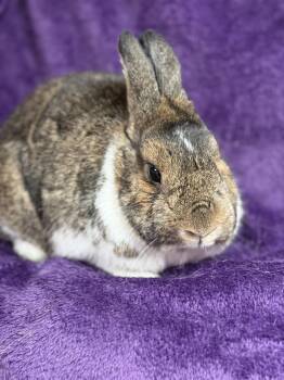 Rescue Dwarf Rabbits for Adoption in Edinburg, Pennsylvania - Logan: Video!!! | PetCurious