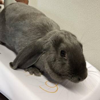 American Rabbits Available for Adoption - Hippy | PetCurious
