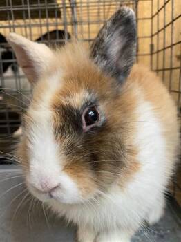 THEO -  Bunny Rabbit Rabbit for Adoption in Fort Myers, Florida - THEO | PetCurious
