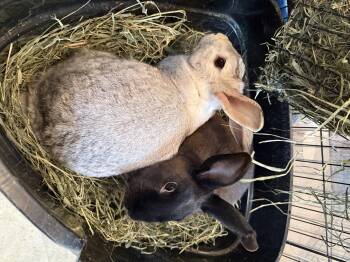 Satin Rabbits Available for Adoption - Goose And Dune | PetCurious
