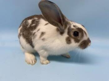 Bunny Rabbit Rabbits Available for Adoption - Augustine | PetCurious