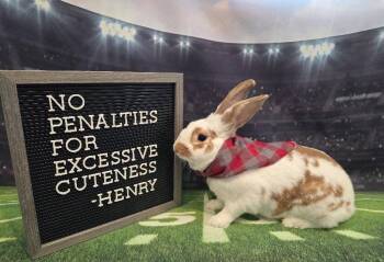 Henry -  Bunny Rabbit Rabbit for Adoption in Columbus, Ohio - Henry | PetCurious