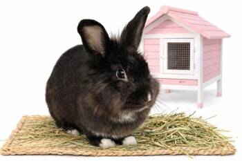 Bunny Rabbit Rabbits Available for Adoption - BAMBOO | PetCurious