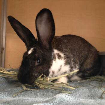 Silver Marten and New Zealand Rabbits Available for Adoption in Chesapeake, Virginia - Benz | PetCurious