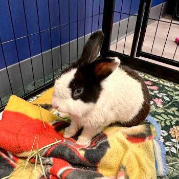 Larry -  Dutch Rabbit for Adoption in The Woodlands, Texas - Larry | PetCurious