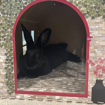 Bailey -  American Rabbit for Adoption in Gig Harbor, Washington - Bailey | PetCurious