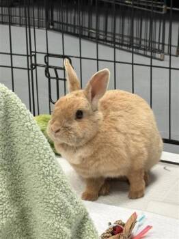 Bunny Rabbit Rabbits Available for Adoption in Montreal, Quebec - Adelia | PetCurious