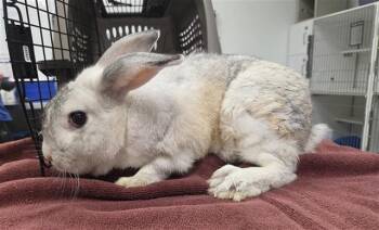 A886075 -  Bunny Rabbit Rabbit for Adoption in Camarillo, California - A886075 | PetCurious