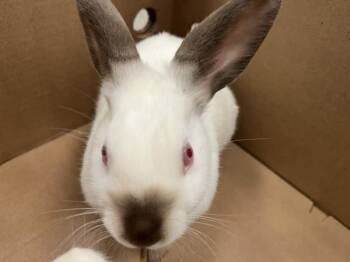 Bunny Rabbit Rabbits Available for Adoption - Whipped Cream | PetCurious