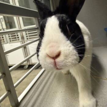Anna Nicole Smith -  American Rabbit for Adoption in Pittsburgh, Pennsylvania - Anna Nicole Smith | PetCurious