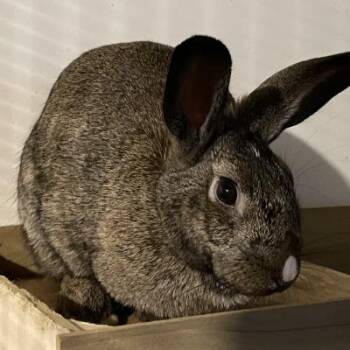 Sybil -  Dutch and Bunny Rabbit Rabbit for Adoption in Kalamazoo, Michigan - Sybil | PetCurious