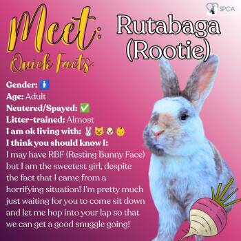 Rutabaga (Rootie) -  Bunny Rabbit Rabbit for Adoption in Fulton, New York - Rutabaga (Rootie) | PetCurious