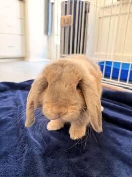 Lop Eared Rabbits Available for Adoption - Bambi | PetCurious