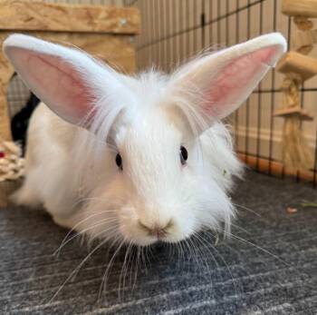 Rescue Lionhead Rabbits for Adoption in Columbia, Maryland - Biscuit (Bonded To Eliza) | PetCurious