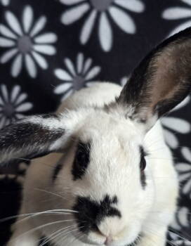 Rescue American Rabbits for Adoption in Philadelphia, Pennsylvania - Todd | PetCurious