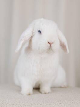 Mini Lop Rabbits Available for Adoption - Popcorn | PetCurious